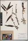 Foto von Salix bonplandiana Kunth